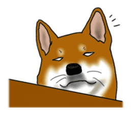 Shiba Inu Momo & his Friends in English sticker #5706399