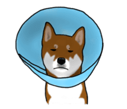 Shiba Inu Momo & his Friends in English sticker #5706403
