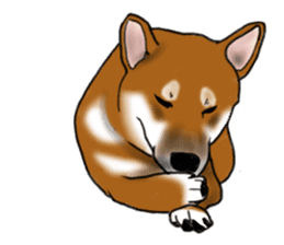 Shiba Inu Momo & his Friends in English sticker #5706407