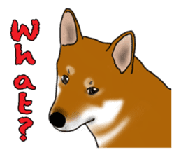 Shiba Inu Momo & his Friends in English sticker #5706414