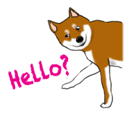 Shiba Inu Momo & his Friends in English sticker #5706416