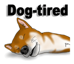 Shiba Inu Momo & his Friends in English sticker #5706421