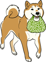 Shiba Inu, the brushwood dog from Japan sticker #5717020