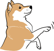 Shiba Inu, the brushwood dog from Japan sticker #5717035