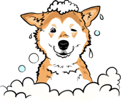 Shiba Inu, the brushwood dog from Japan sticker #5717039