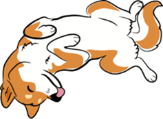 Shiba Inu, the brushwood dog from Japan sticker #5717042