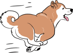 Shiba Inu, the brushwood dog from Japan sticker #5717049
