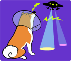 Shiba Inu, the brushwood dog from Japan sticker #5717050