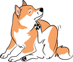 Shiba Inu, the brushwood dog from Japan sticker #5717053