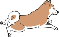 Shiba Inu, the brushwood dog from Japan sticker #5717056