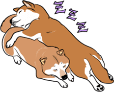 Shiba Inu, the brushwood dog from Japan sticker #5717057