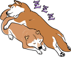 Shiba Inu, the brushwood dog from Japan sticker #5717057