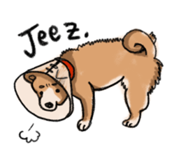 Nana-chan the shiba-inu sticker #5735214