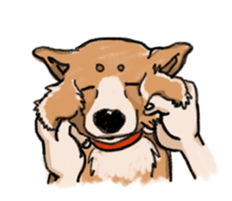 Nana-chan the shiba-inu sticker #5735229