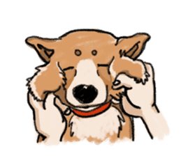 Nana-chan the shiba-inu sticker #5735229