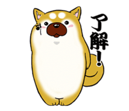 Shiba-Inu KOTAN 2 sticker #5744129