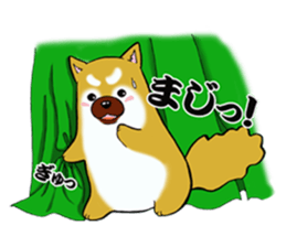 Shiba-Inu KOTAN 2 sticker #5744132