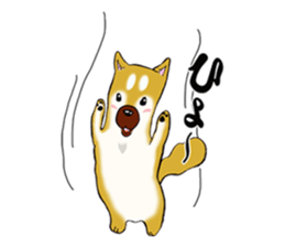 Shiba-Inu KOTAN 2 sticker #5744150