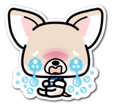 Chihuahua 3D Sticker ( English ) sticker #5759313