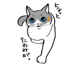 Avid cat. sticker #5761052