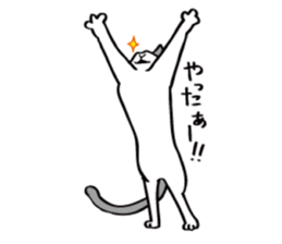 Avid cat. sticker #5761055