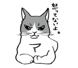 Avid cat. sticker #5761070