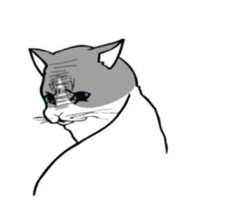 Avid cat. sticker #5761074