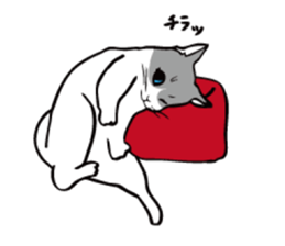 Avid cat. sticker #5761078