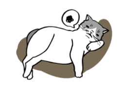 Avid cat. sticker #5761082