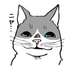 Avid cat. sticker #5761089