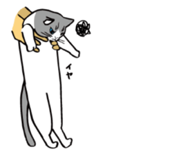 Avid cat. sticker #5761090