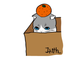 Avid cat. sticker #5761091