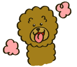 A toy poodle has round hair 2 sticker #5763172