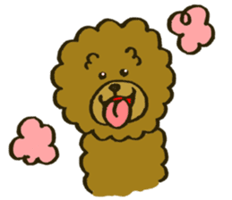 A toy poodle has round hair 2 sticker #5763172