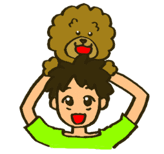 A toy poodle has round hair 2 sticker #5763180