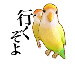 Real bird sticker sticker #5764855