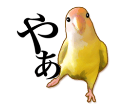 Real bird sticker sticker #5764858