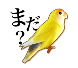 Real bird sticker sticker #5764871