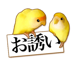Real bird sticker sticker #5764872