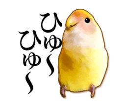 Real bird sticker sticker #5764876
