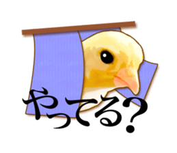 Real bird sticker sticker #5764877