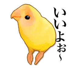 Real bird sticker sticker #5764880