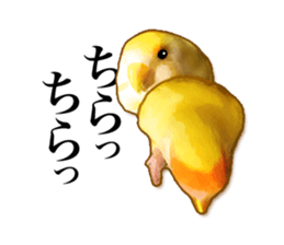 Real bird sticker sticker #5764881