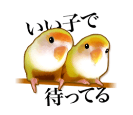 Real bird sticker sticker #5764886