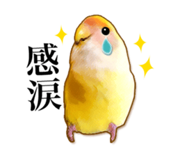 Real bird sticker sticker #5764887