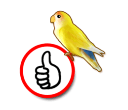 Real bird sticker sticker #5764889
