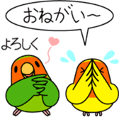 Peach-faced Lovebird "Kozakura-chi" sticker #5770087