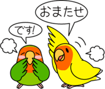 Peach-faced Lovebird "Kozakura-chi" sticker #5770095