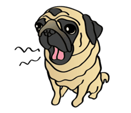 Bad dog Chloe's pug life sticker #5773330