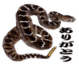 Diamondbacks sticker #5783447